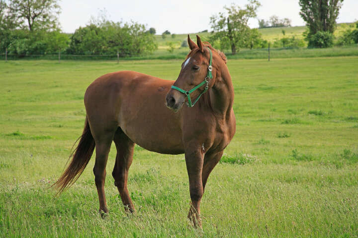 DSV Country Horse Saatgut H2016 Brandenburger Pferdeweide